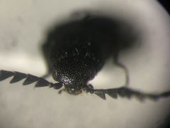 Megapenthes solitarius