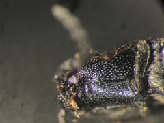 Megapenthes solitarius