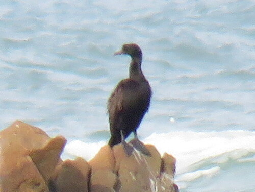 iNaturalist image