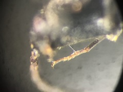 Megapenthes solitarius