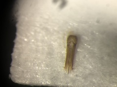 Megapenthes solitarius