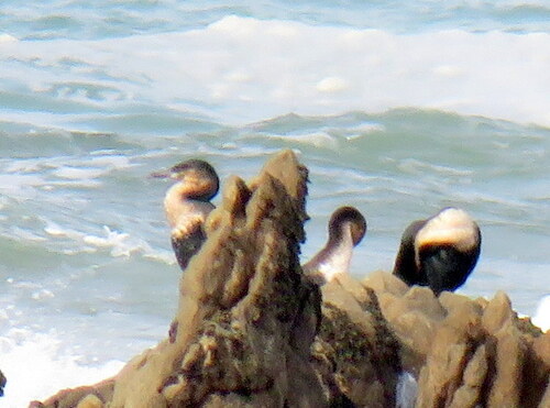 iNaturalist: (c) Gigi Laidler, some rights reserved (CC BY-NC), uploaded by Gigi Laidler iNaturalist image