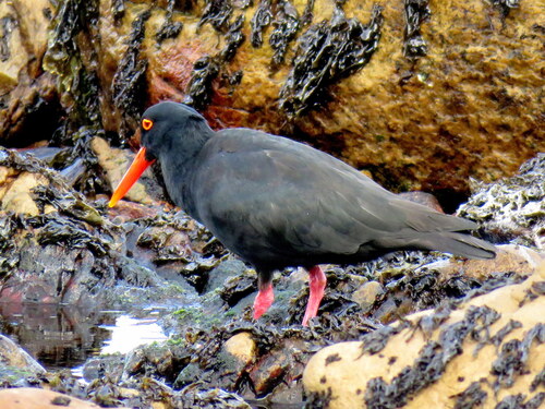 iNaturalist: (c) Gigi Laidler, some rights reserved (CC BY-NC), uploaded by Gigi Laidler iNaturalist image