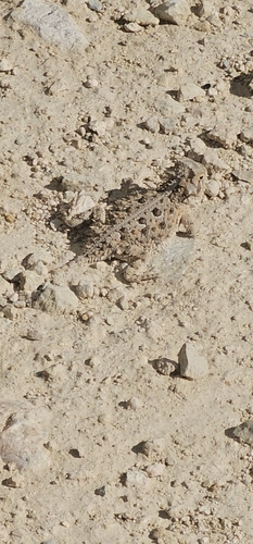 Texas Horned Lizard