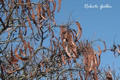 Anadenanthera colubrina