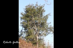 Podocarpus parlatorei