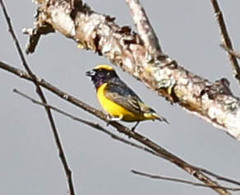 Euphonia luteicapilla
