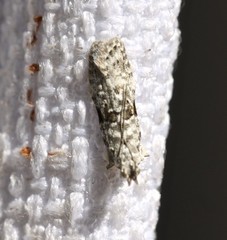 Hypatima simulacrella