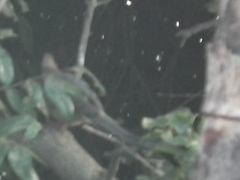 Coliiformes