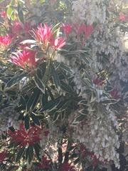 Pieris japonica