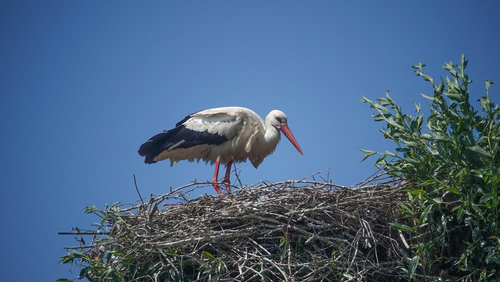 White Stork
