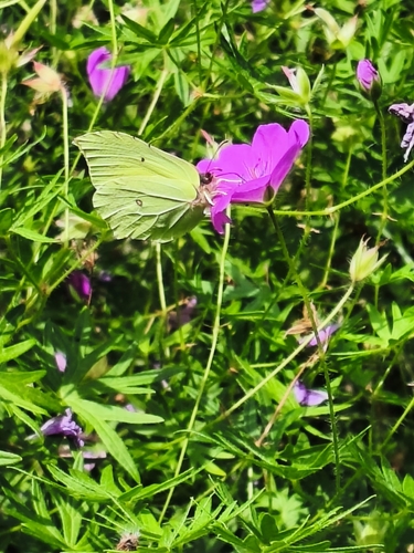 Common Brimstone