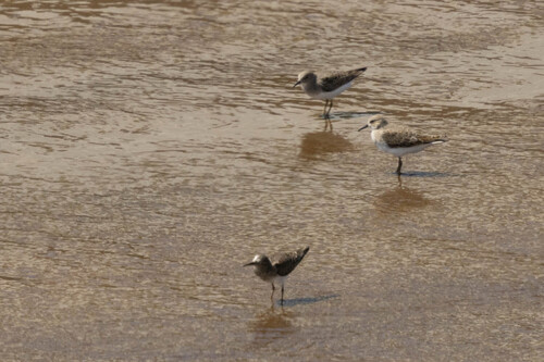 iNaturalist: (c) Евгений Александрович, some rights reserved (CC BY-NC), uploaded by Евгений Александрович iNaturalist image