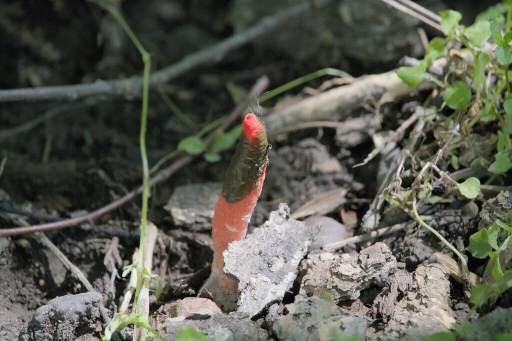 devil's dipstick · May 2026 · photo: Photo: (c) familiarjumpingspider, some rights reserved (CC BY) · iNaturalist