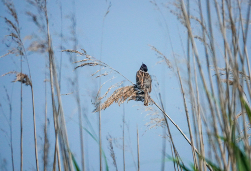 Reed Bunting