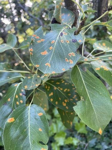 Pear Rust
