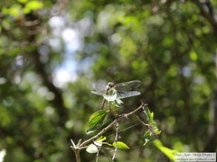 Micrathyria longifasciata