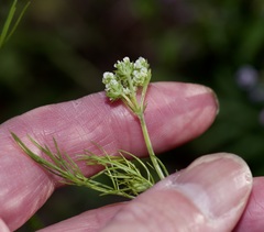 Bifora americana