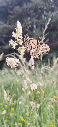 Old World Swallowtail
