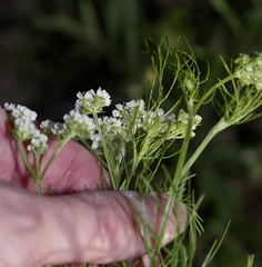 Bifora americana