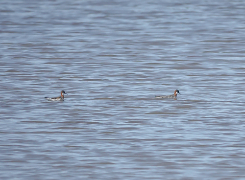 Red-necked Phalarope