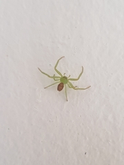 Diaea