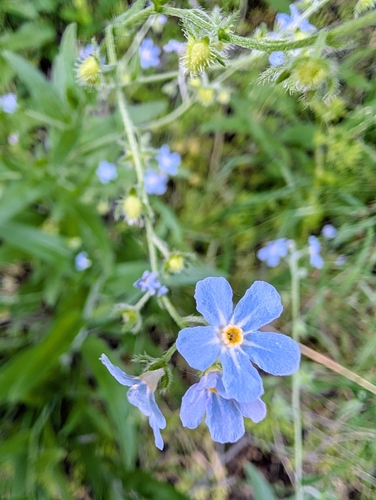 Hackelia diffusa observed 2026-05-28
