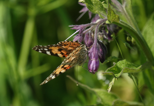 Painted Lady