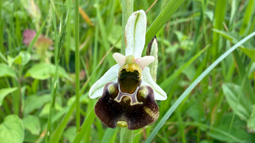 Late spider-orchid and allies