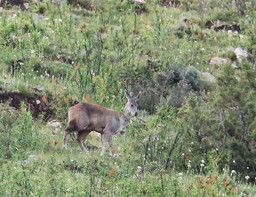 Alpine Musk Deer