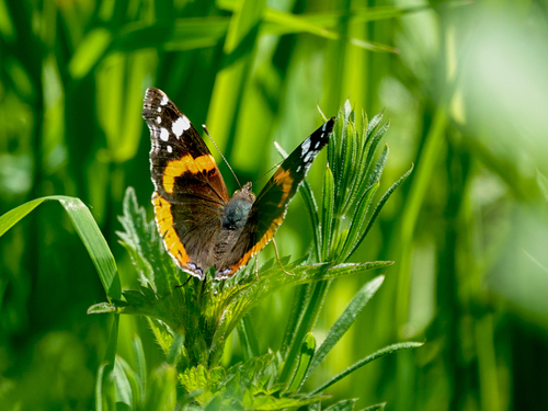 Red Admiral