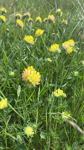 Common Kidney-Vetch