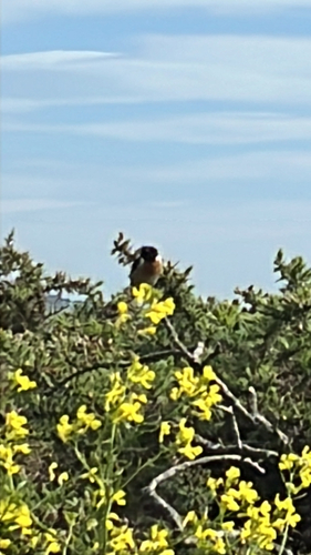 European Stonechat