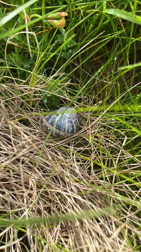 Garden Snail