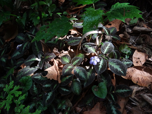 Image of Episcia lilacina by (c) Yves Bas, some rights reserved (CC BY)
