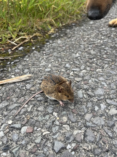 European Wood Mouse