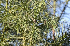 Podocarpus parlatorei