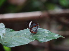 Oleria paula image