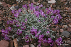 Astragalus utahensis