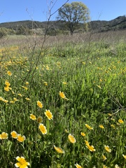 Layia chrysanthemoides