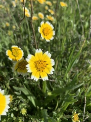 Layia chrysanthemoides