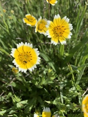 Layia chrysanthemoides