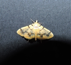 Dichocrocis clytusalis