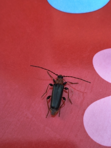 Tanbark Borer