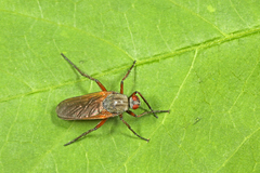 Empis tessellata