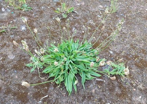 ribwort plantain