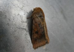 Helicoverpa armigera conferta