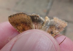 Helicoverpa armigera conferta