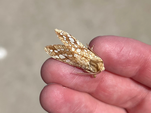 Hickory Tussock Moth