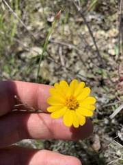 Layia septentrionalis